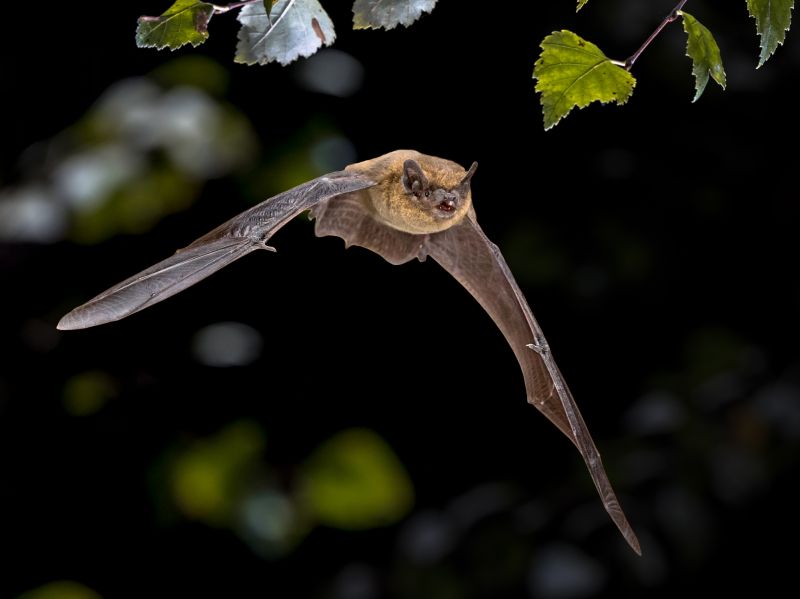 Bat Infestations In Homes: Health Risks And Safe Removal