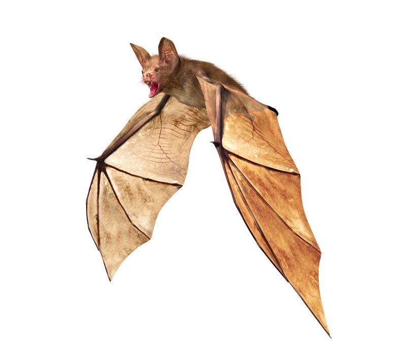 Bat Infestations In Homes: Health Risks And Safe Removal