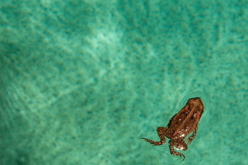 Frog Infestations Around Ponds And Pools: What Homeowners Should Know