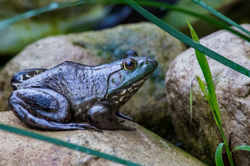 Why Frogs Keep Returning To Your Yard And How Professional Removal Helps