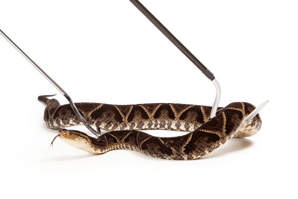 Reptile Removal